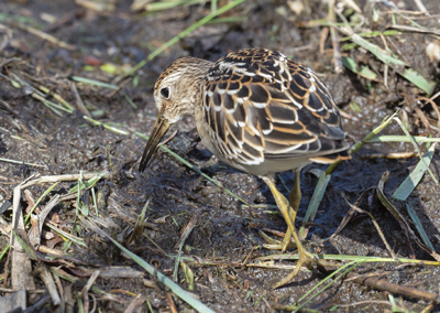 Pectoral Sandpiper