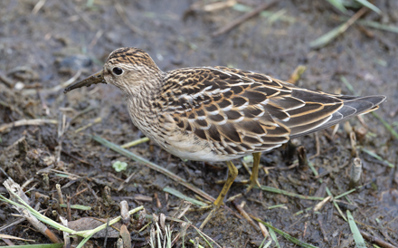 Pectoral Sandpiper