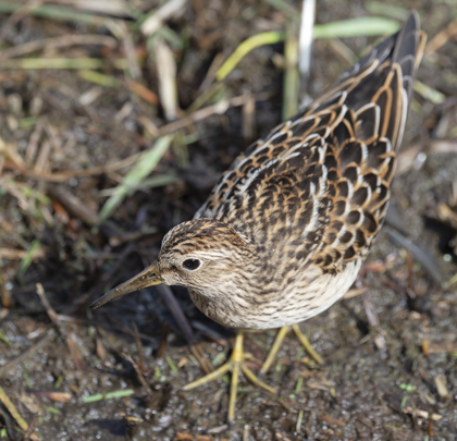 Pectoral Sandpiper