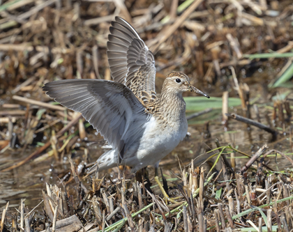 Pectoral Sandpiper