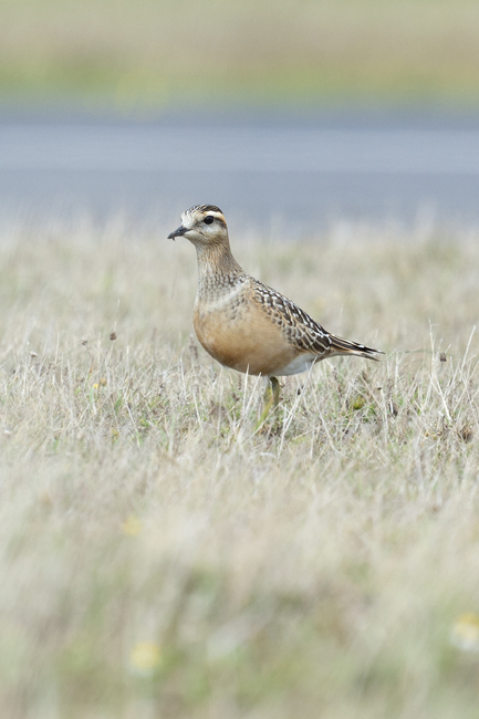 Dotterel
