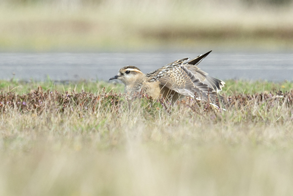 Dotterel