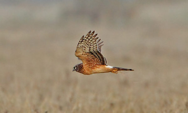 Northern Harrier