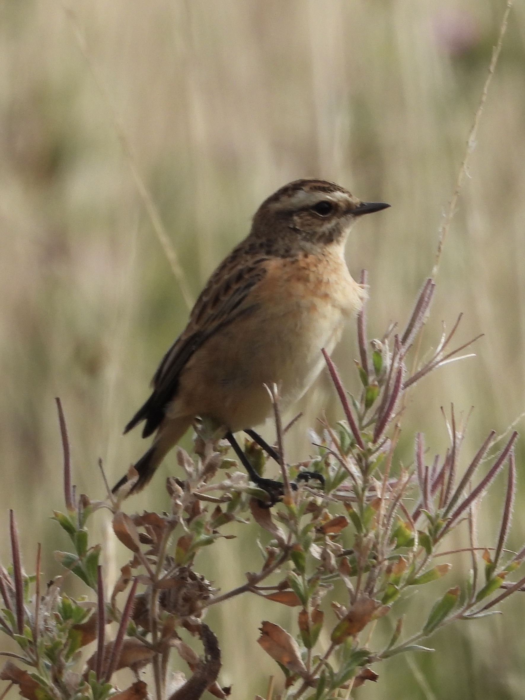 Whinchat