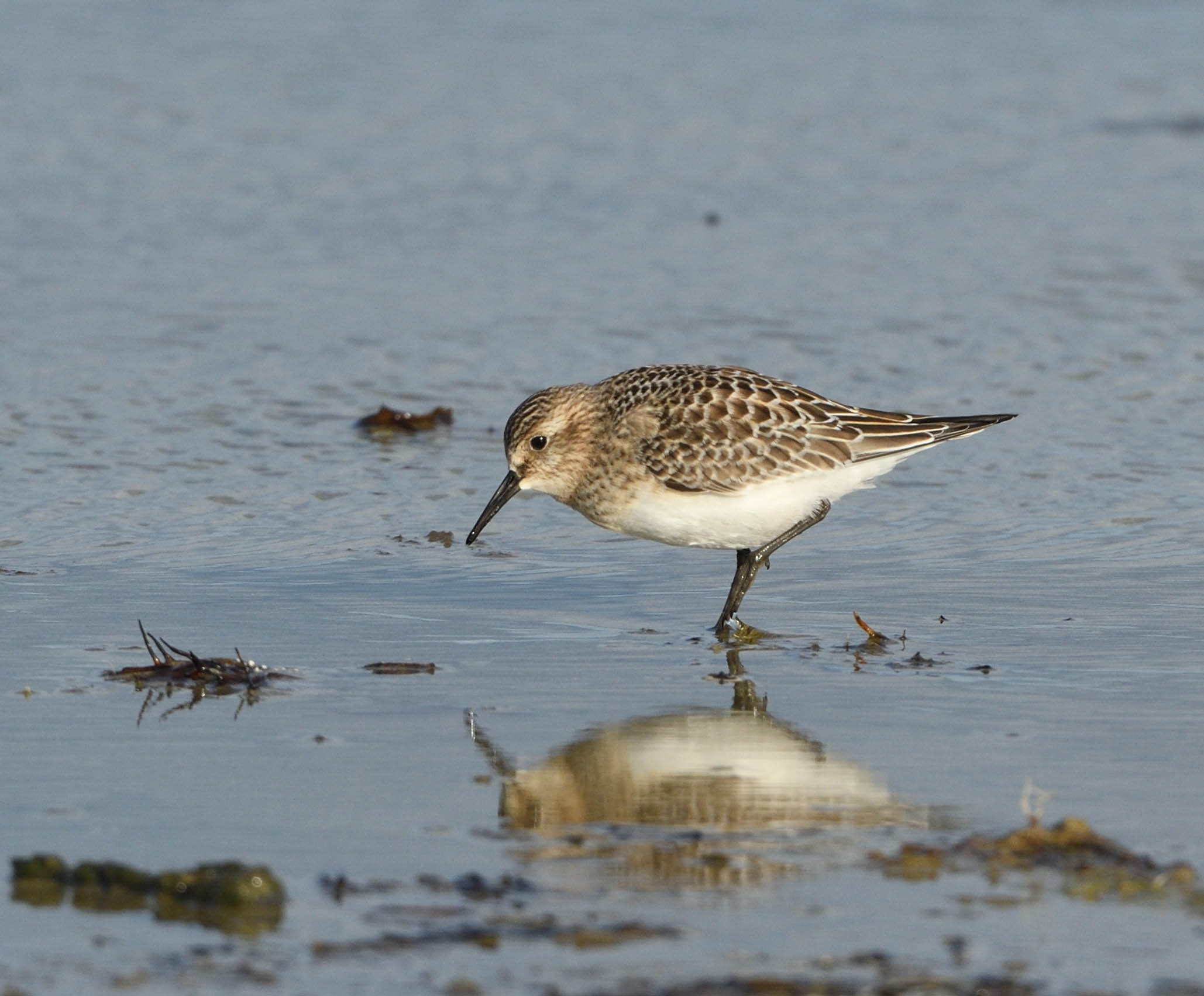 Baird's Sandpiper