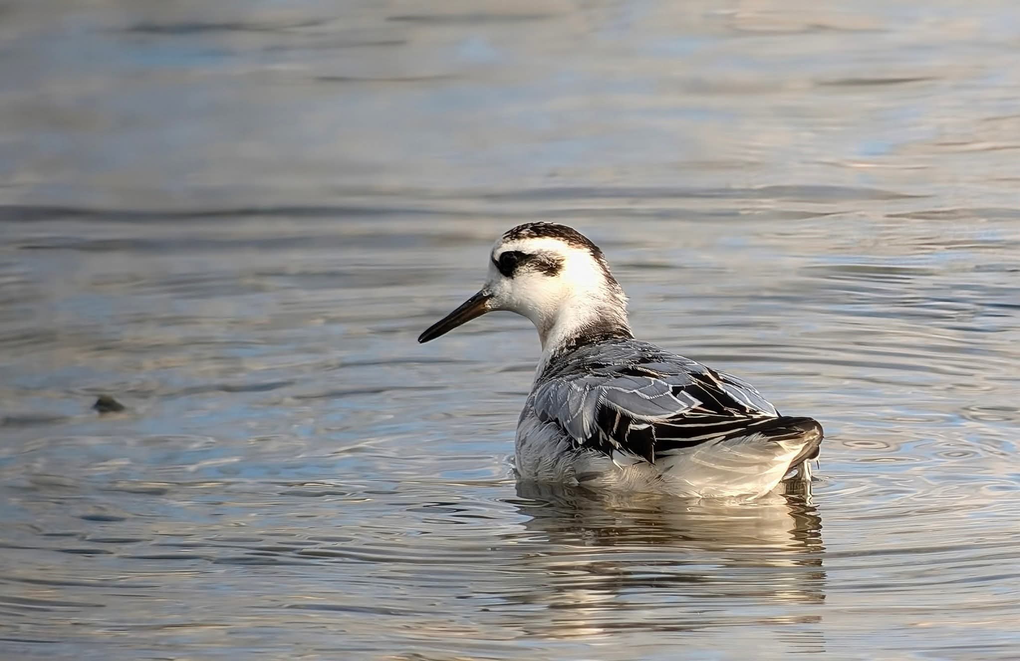 Grey Phalarope