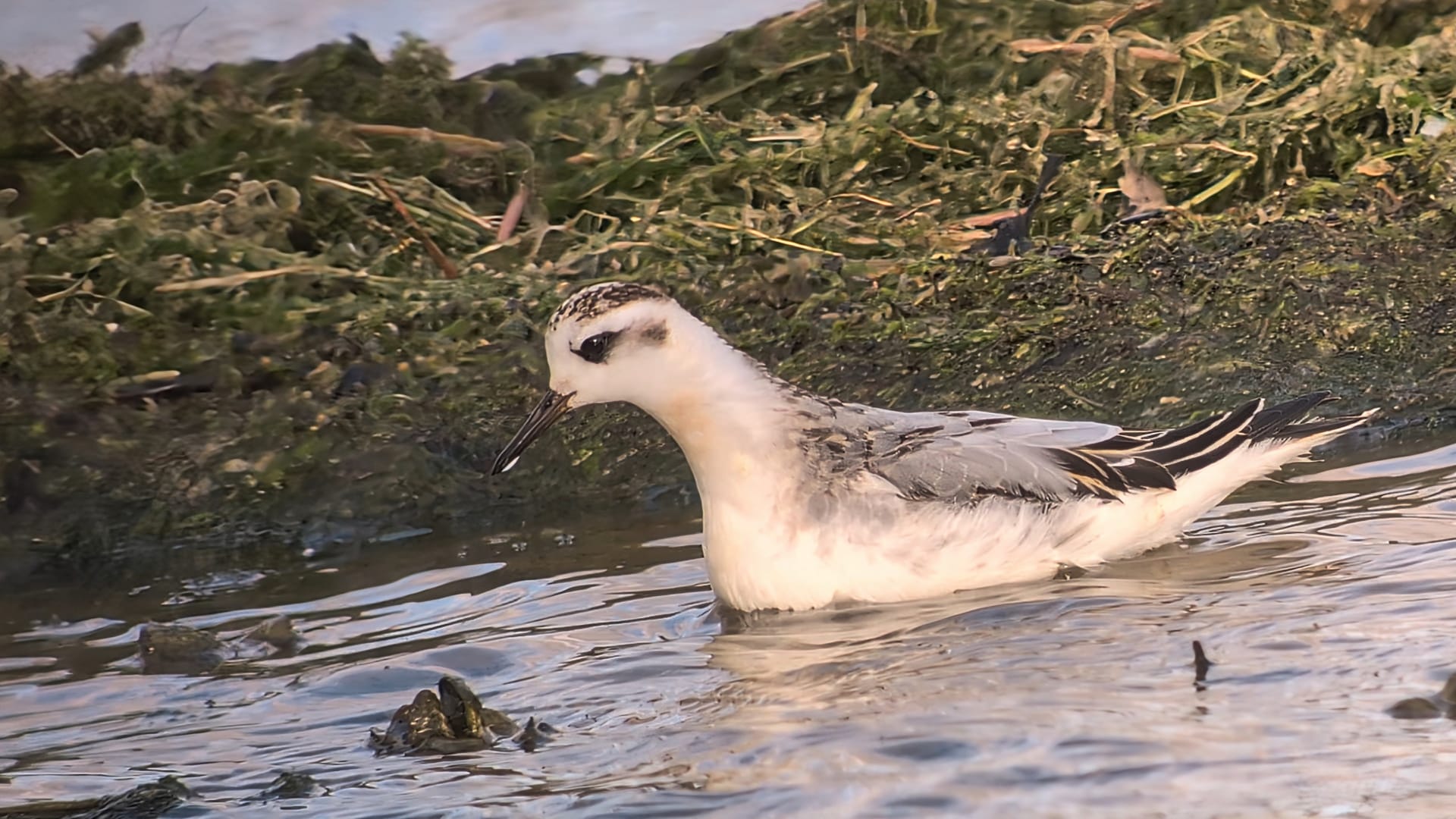 Grey Phalarope