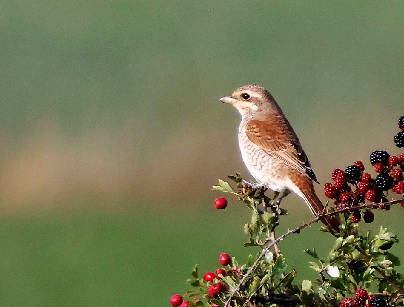 Red-bcked Shrike