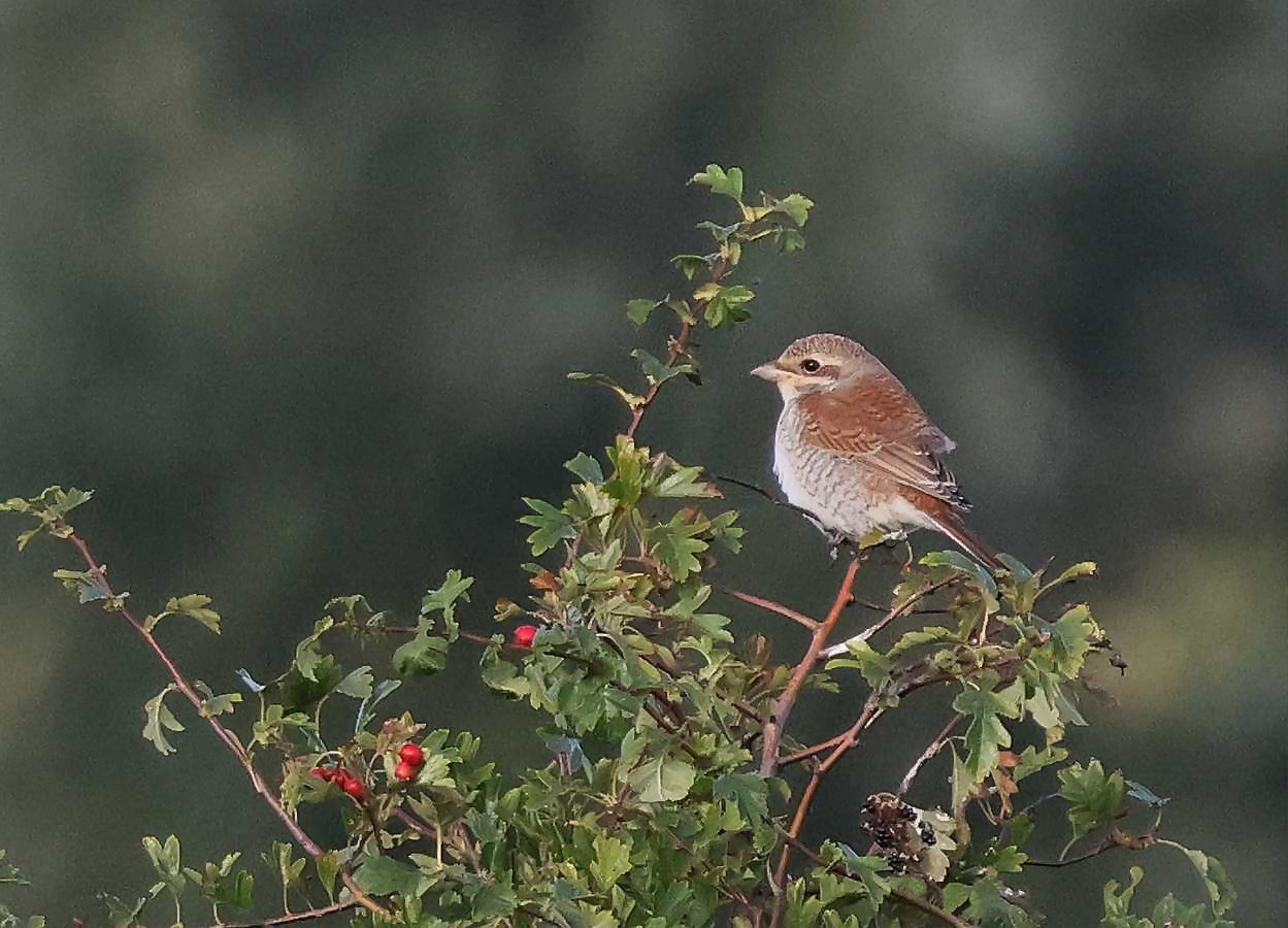 Red-backed Shrike