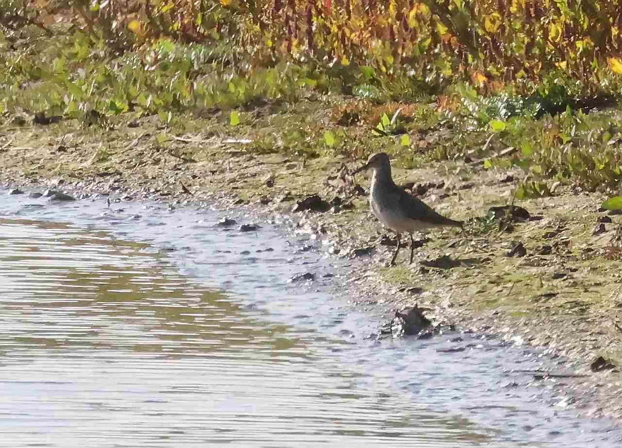 Pectoral Sandpiper