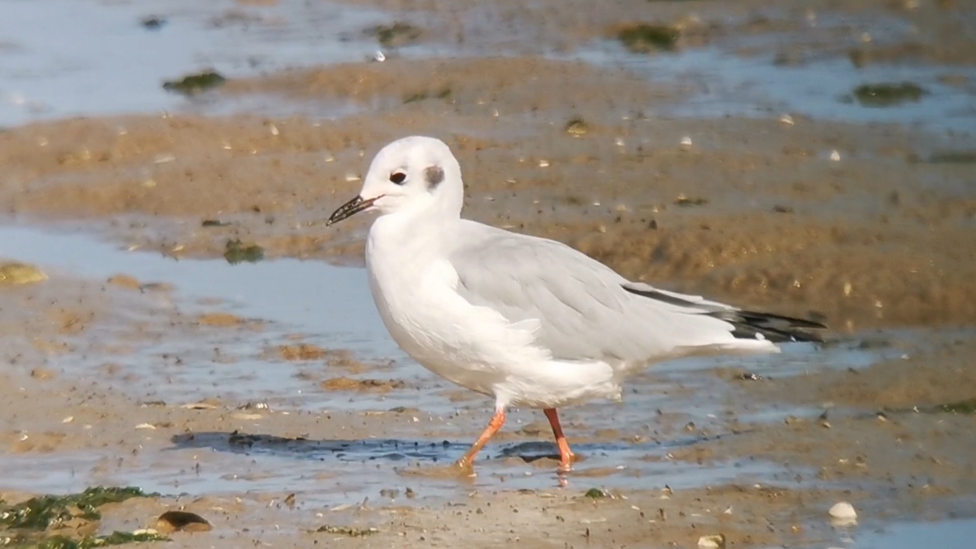 Bonaparte's Gull
