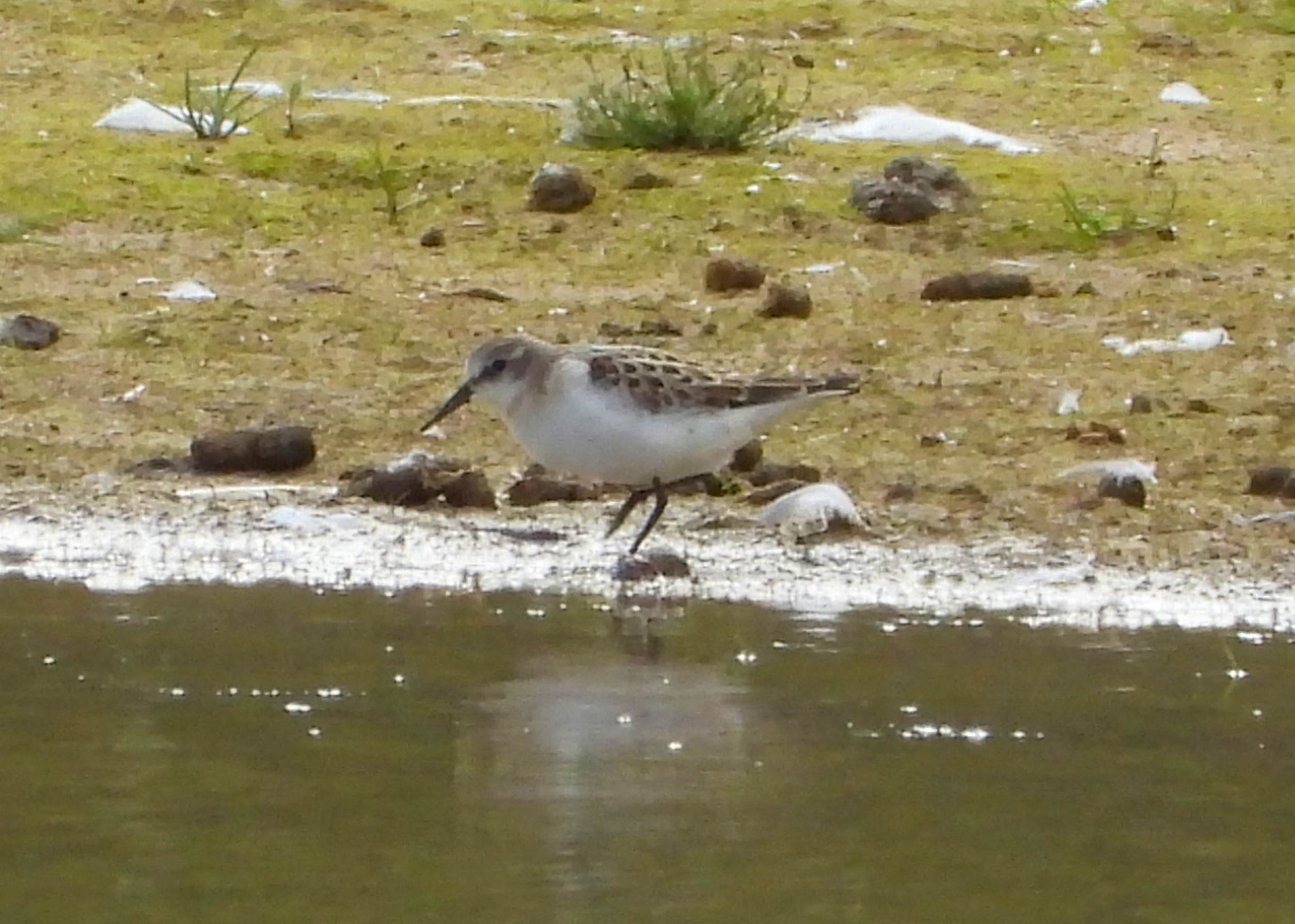 Little Stint