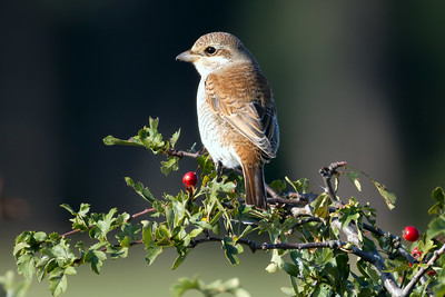 Red-backed Shrike