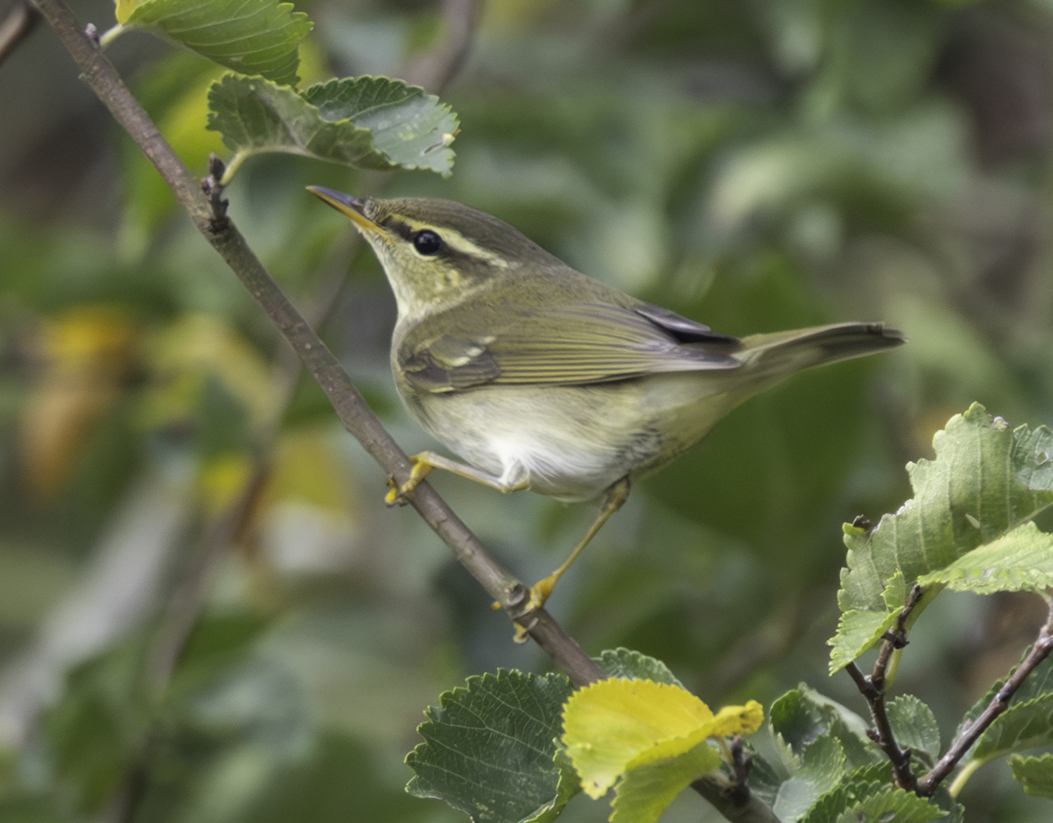 Arctic Warbler