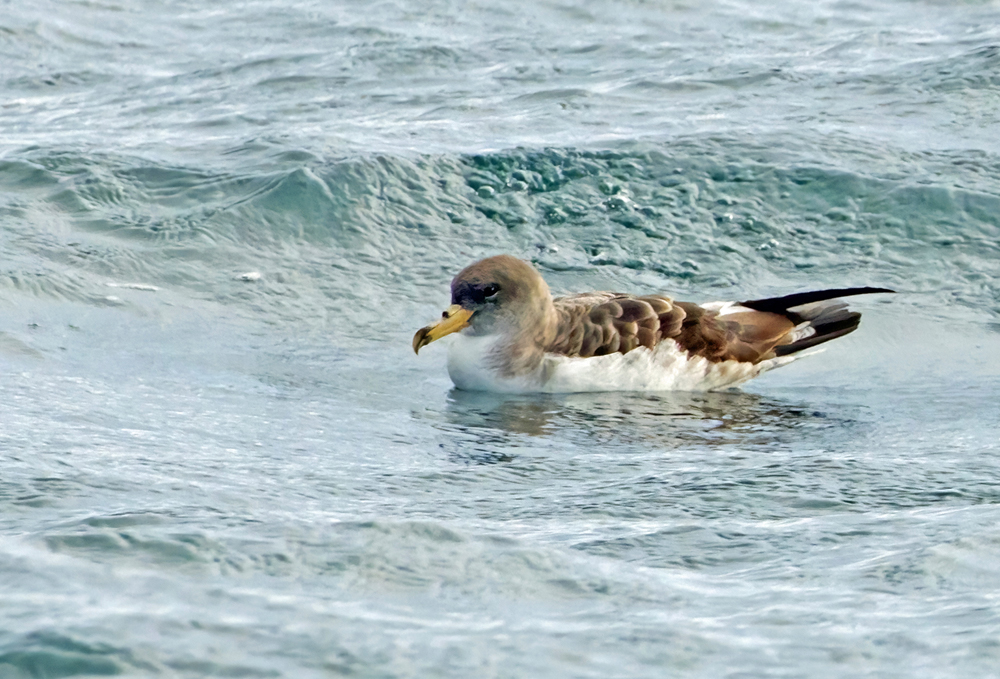 Cory's Shearwater