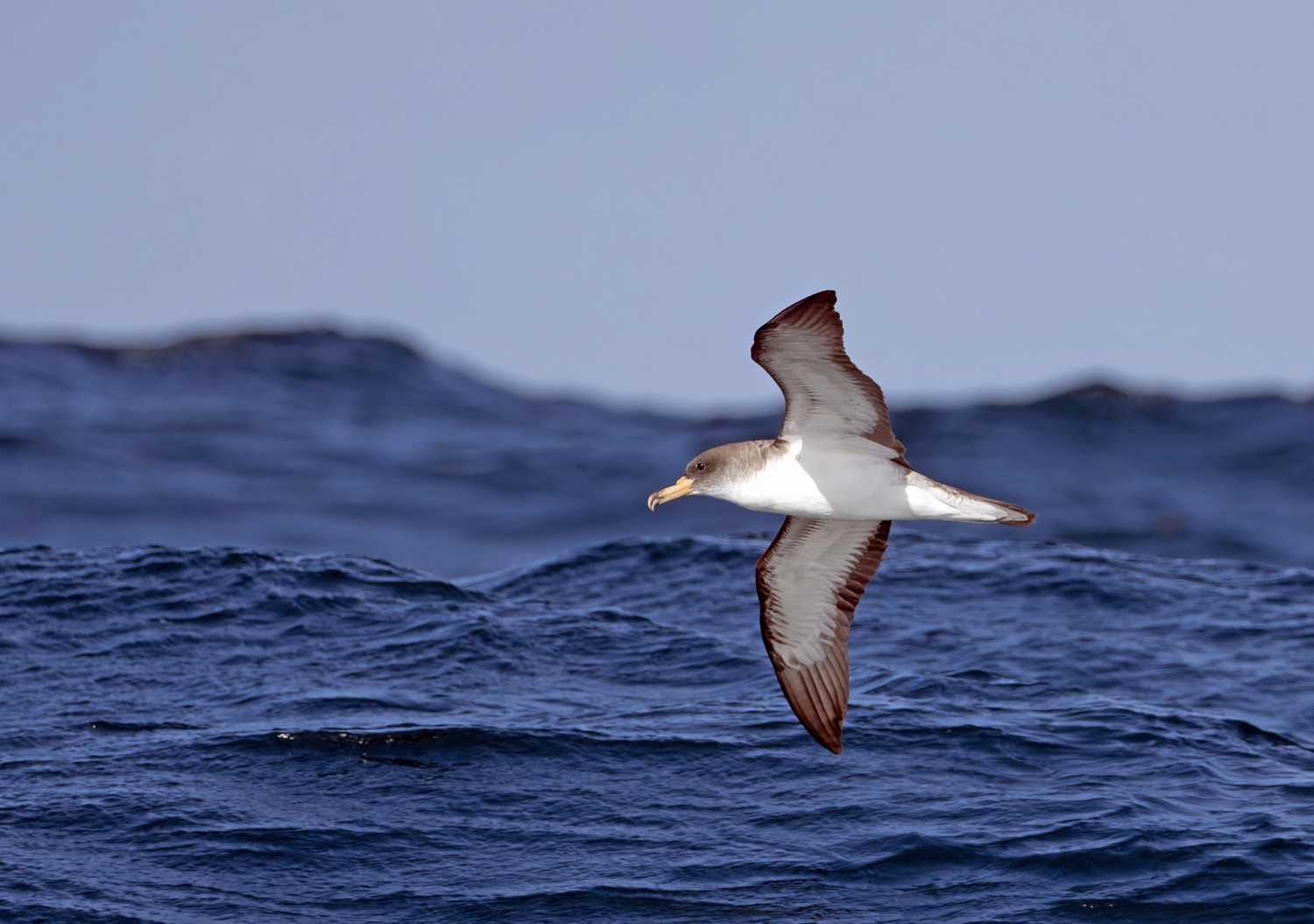 Cory's Shearwater