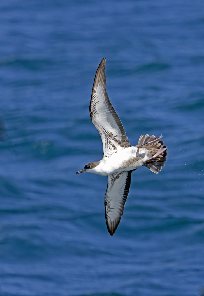 Great Shearwater