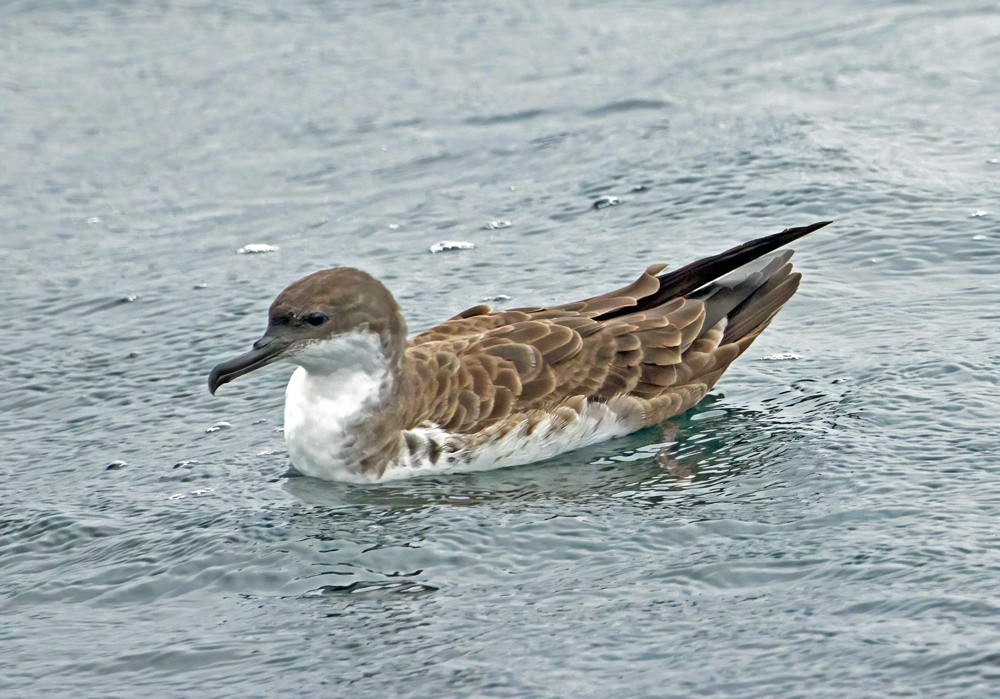 Great Shearwater