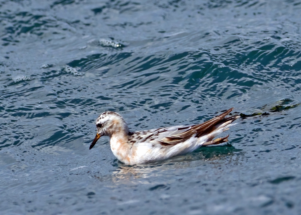 Grey Phalarope