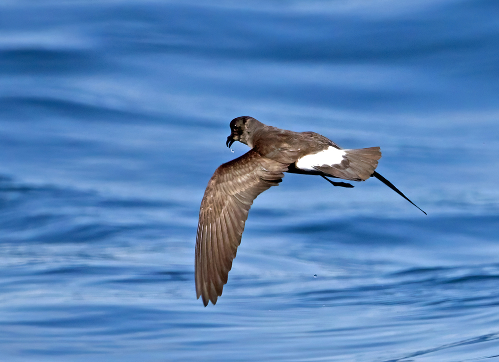 Storm Petrel