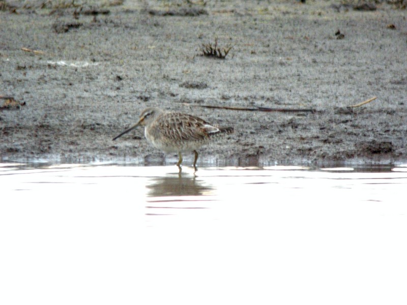 Long-billed Dowitcher