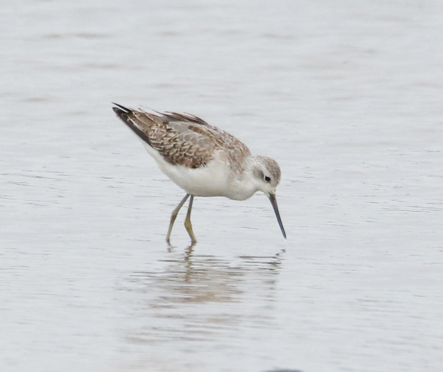 Marsh Sandpiper