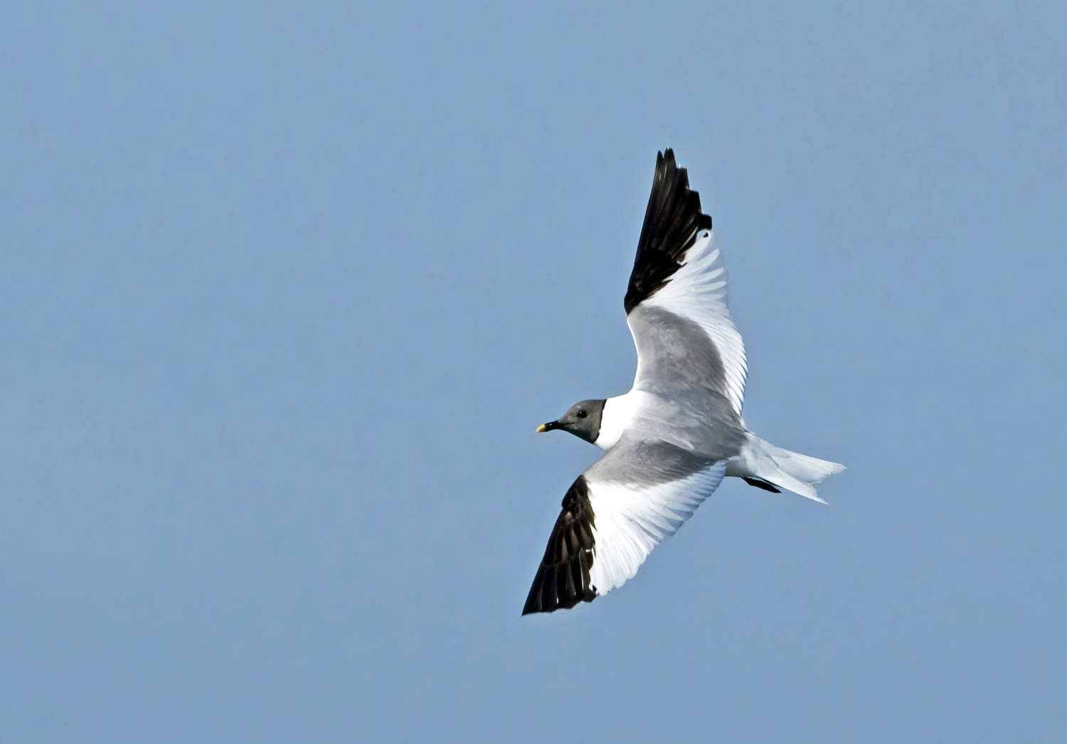 Sabine's Gull
