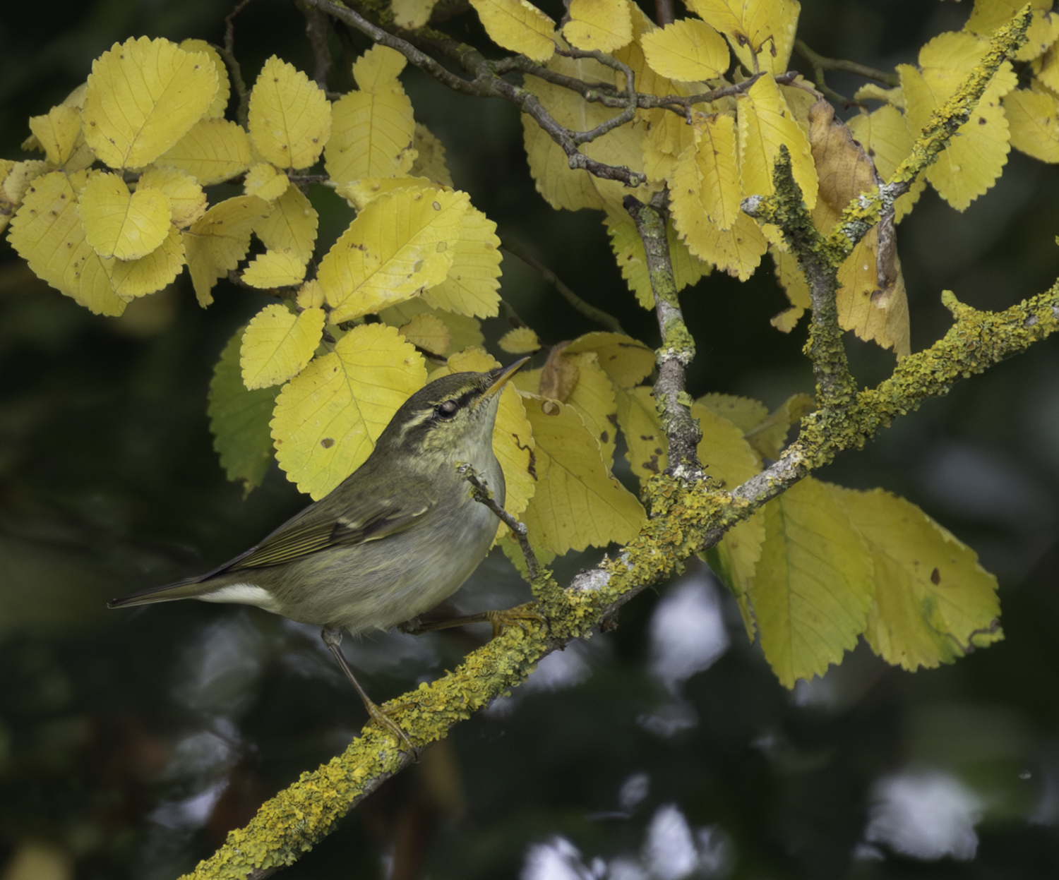 Arctic Warbler