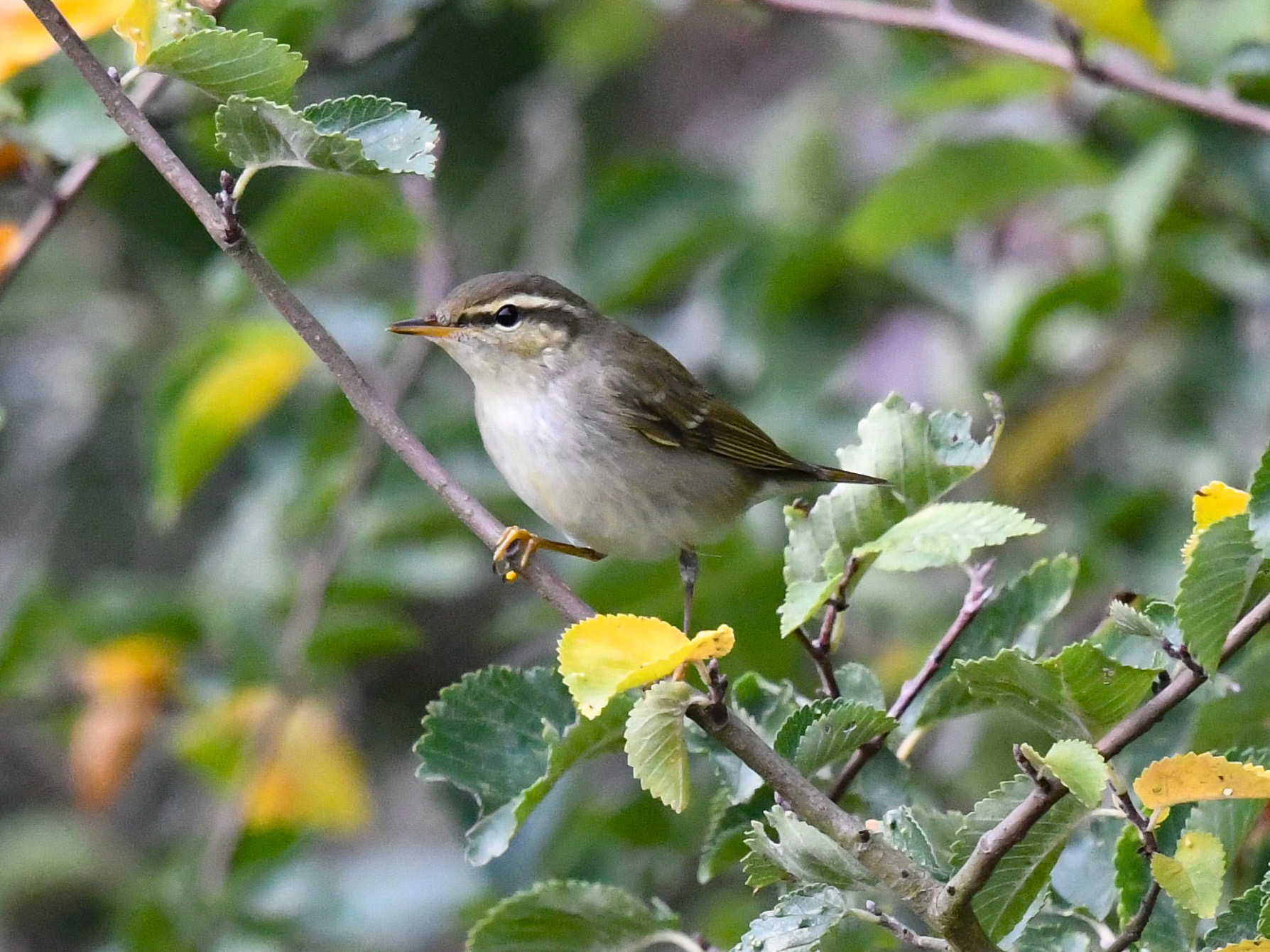 Arctic Warbler
