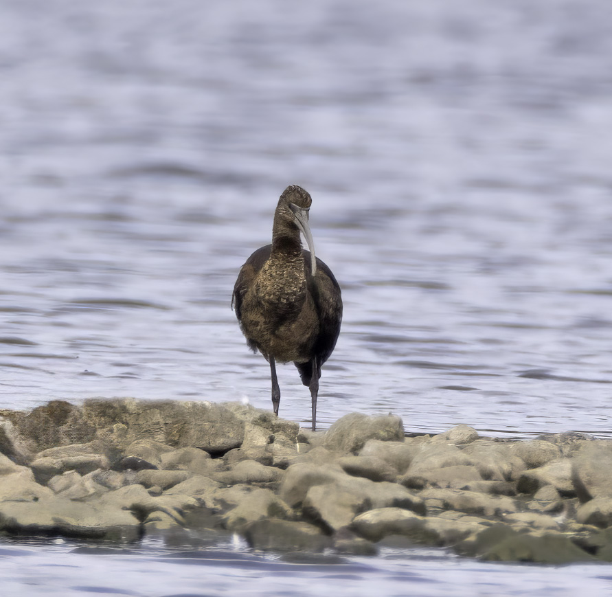 Glossy Ibis