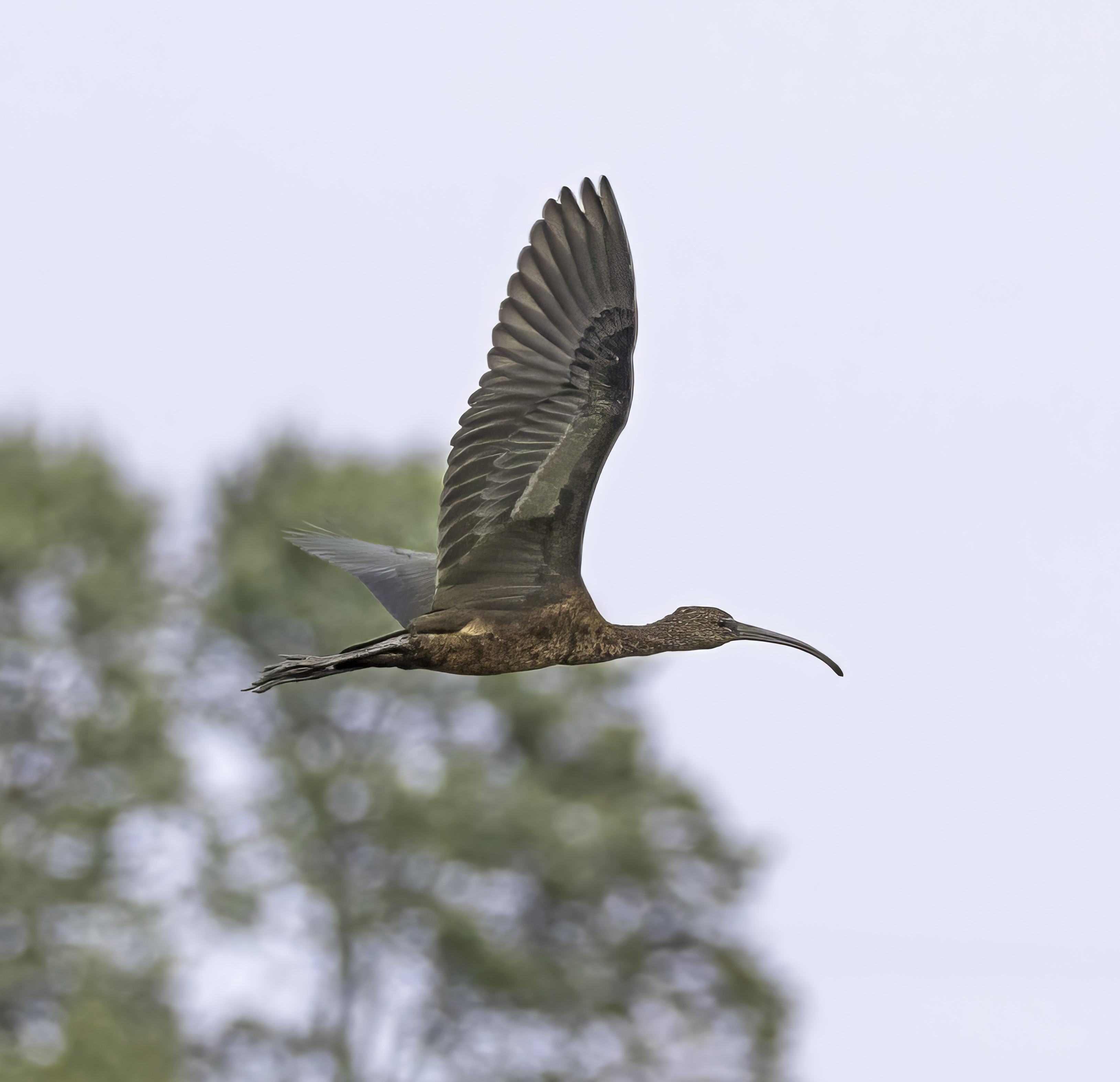 Glossy Ibis