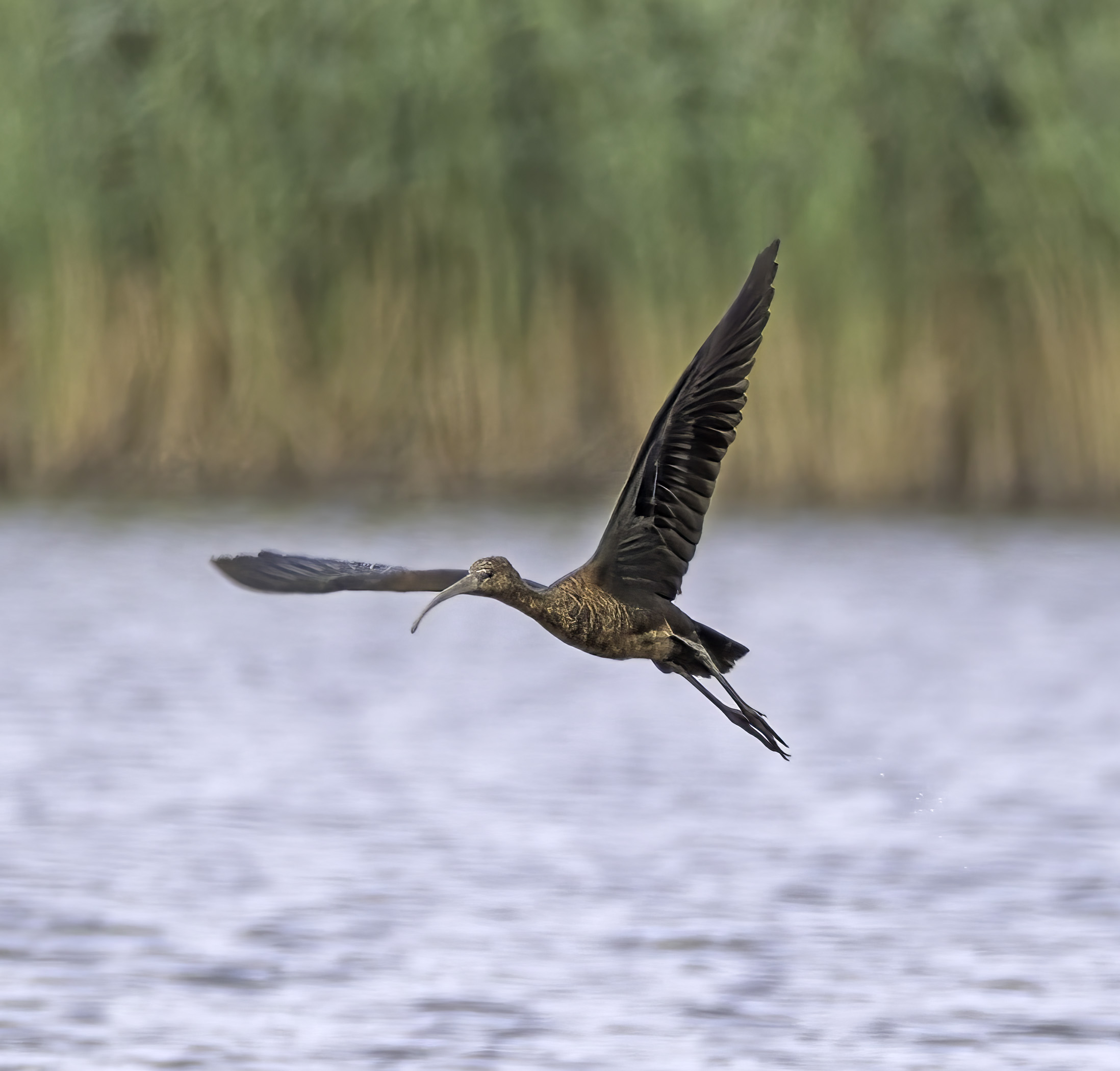 Glossy Ibis