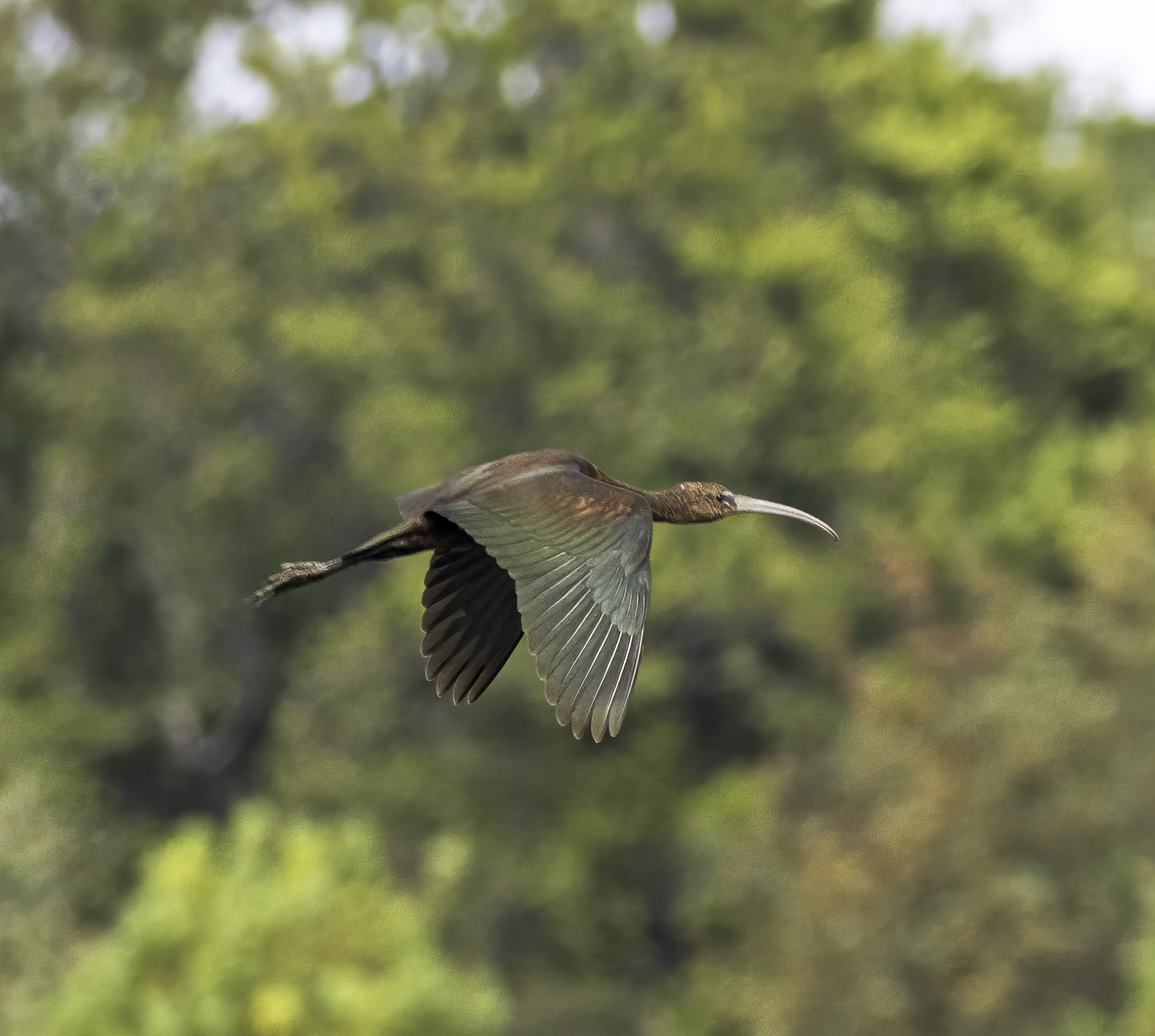 Glossy Ibis