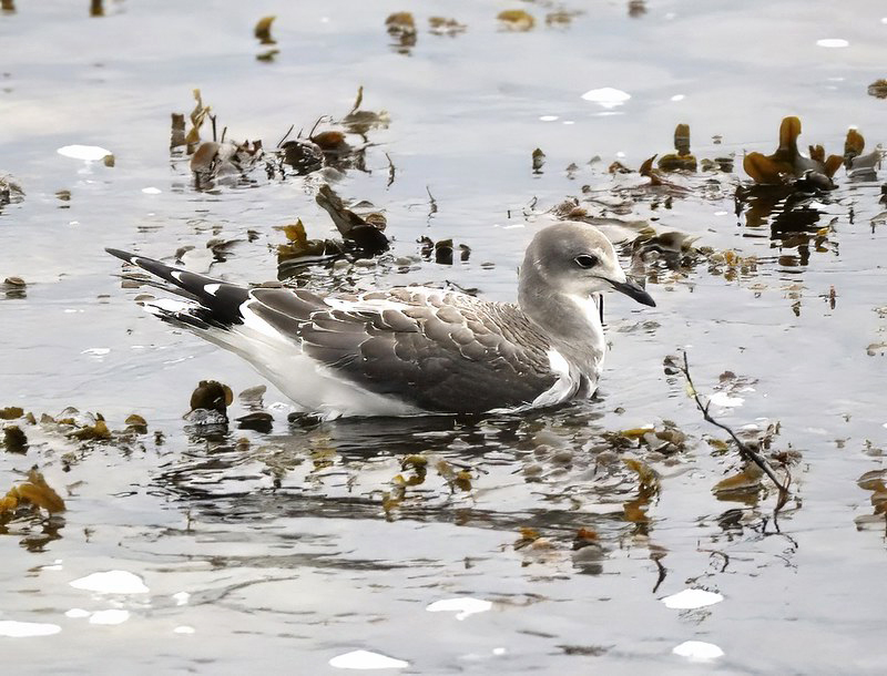 Sabine's Gull