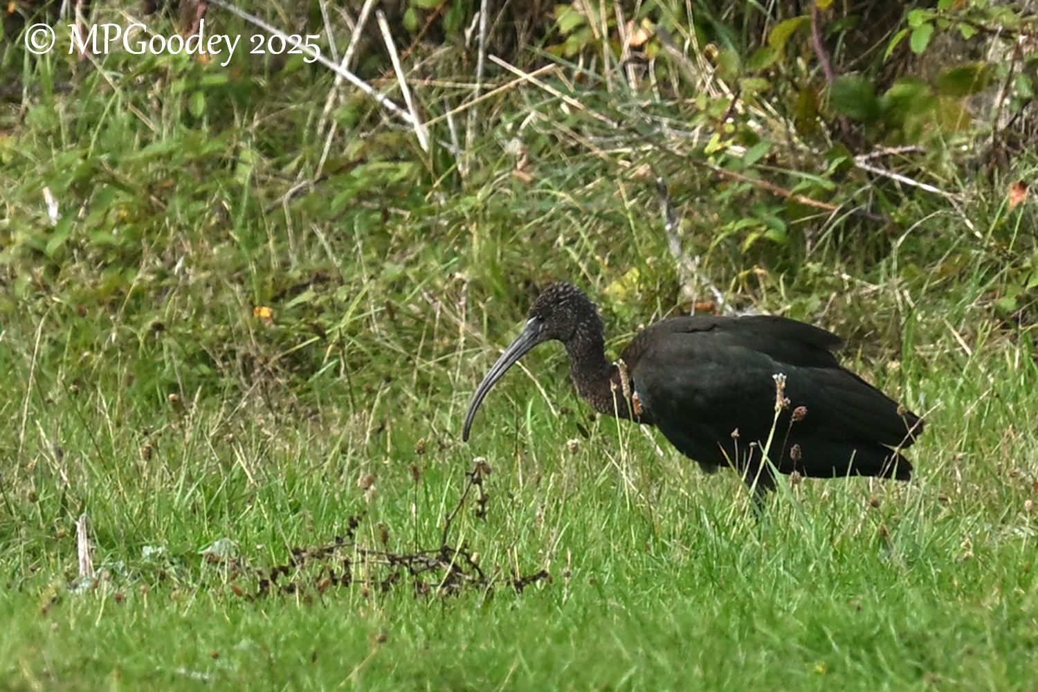 Glossy Ibis