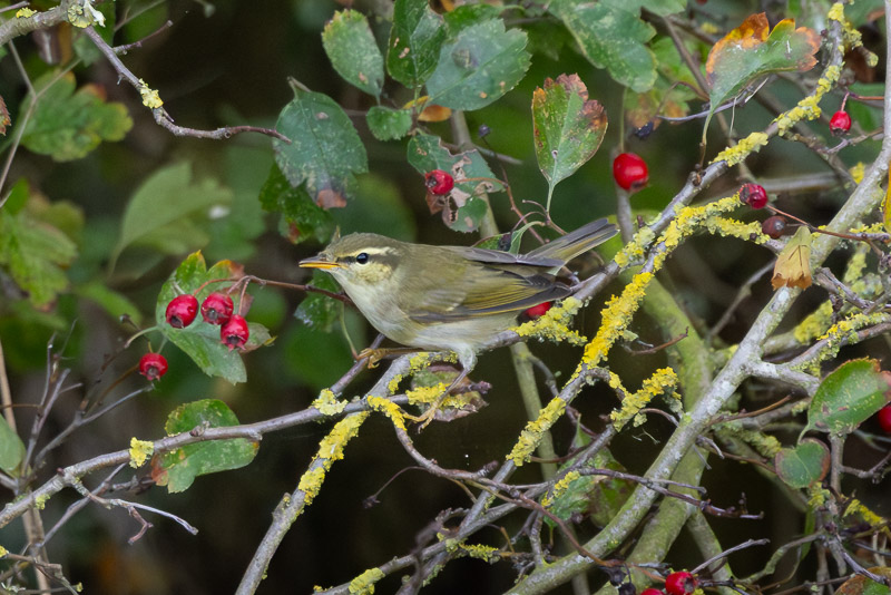 Arctic Warbler