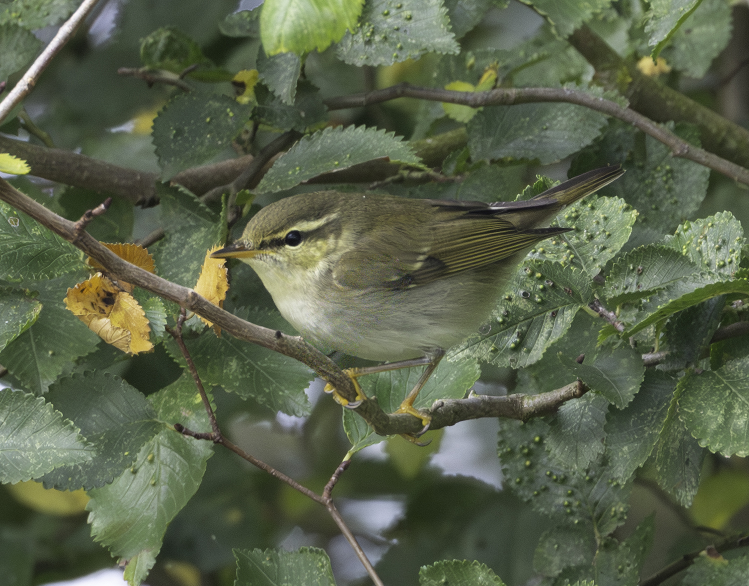 Arctic Warbler