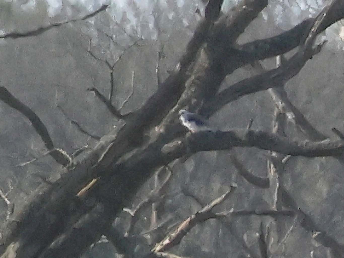 Black-winged Kite