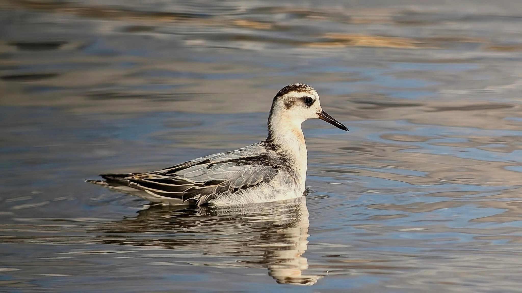 Grey Phalarope