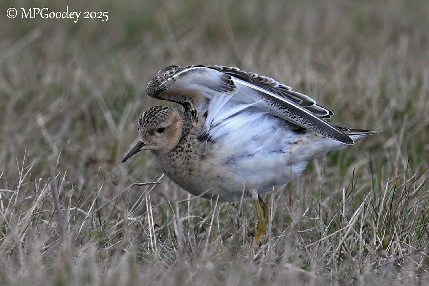 Buff-breasted Sandpiper