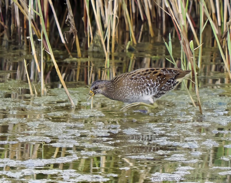 Spotted Crake