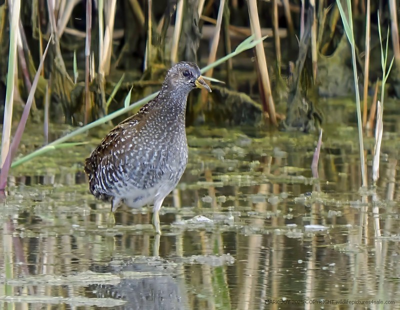 Spotted Crake
