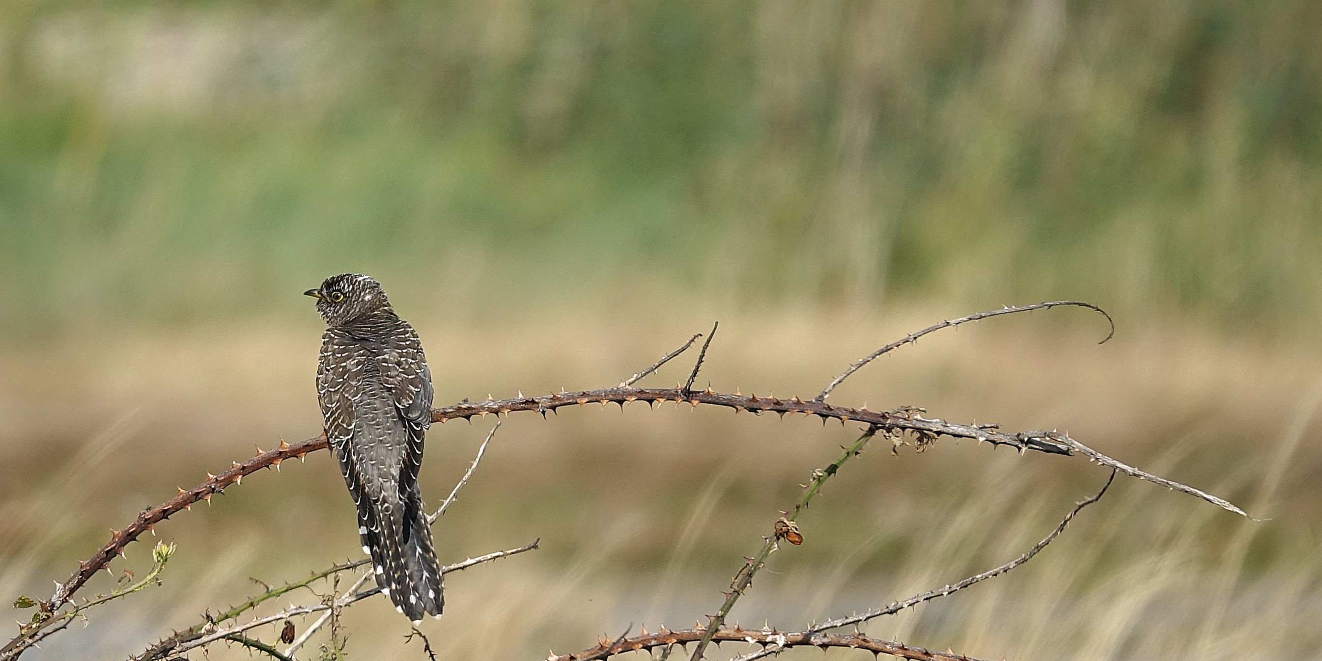Cuckoo