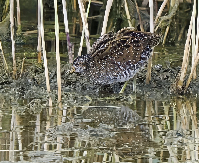 Spotted Crake