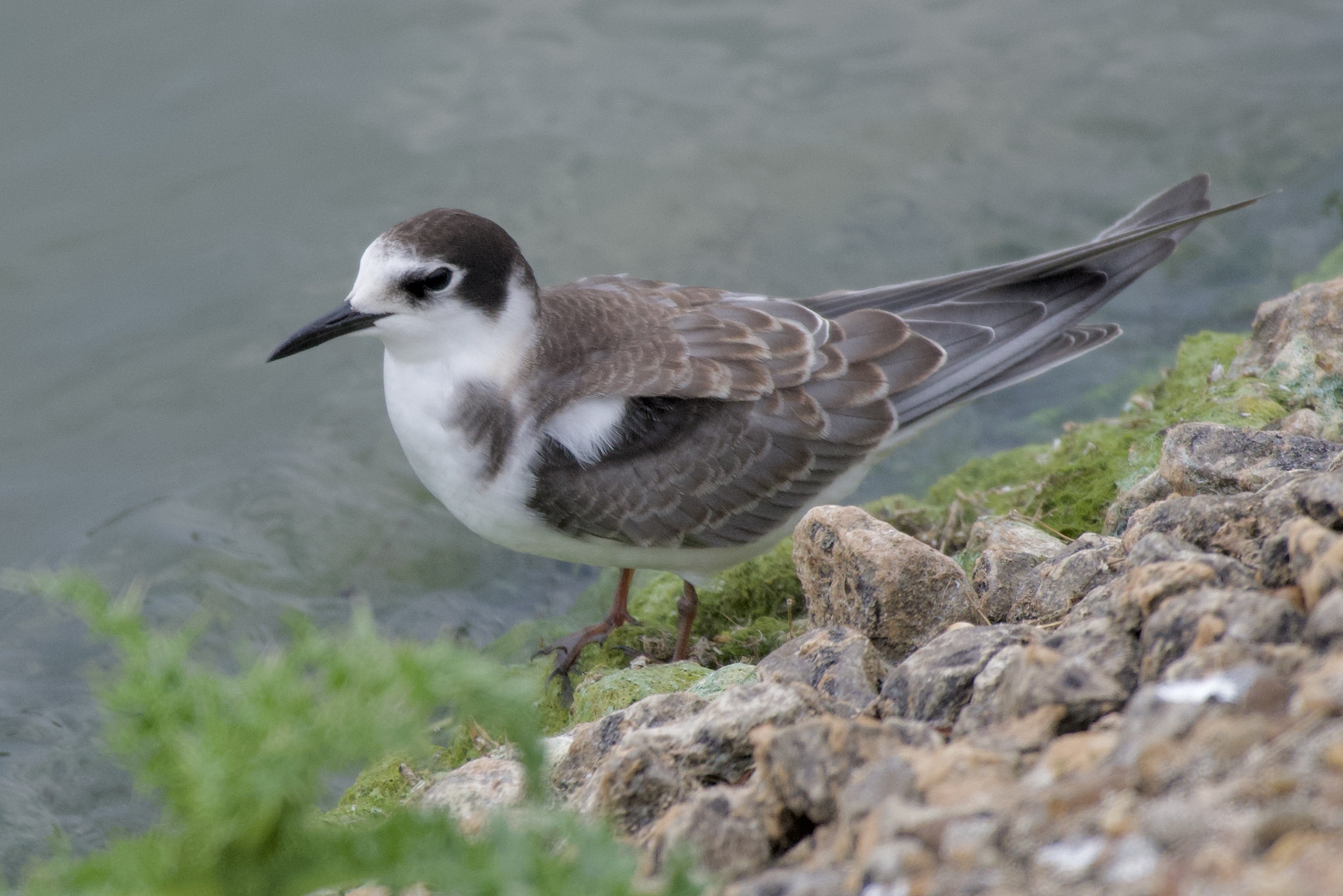 Black Tern