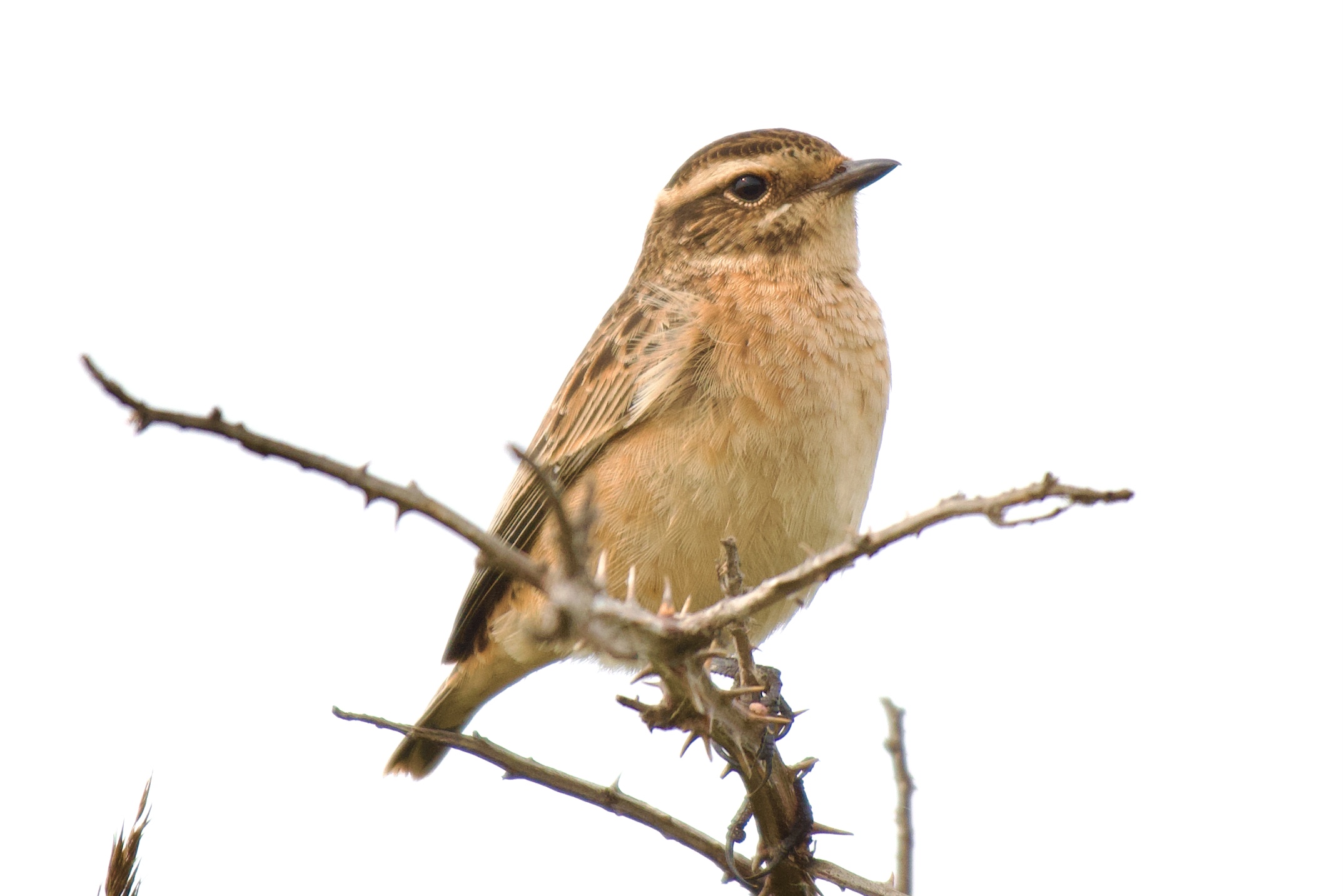 Whinchat