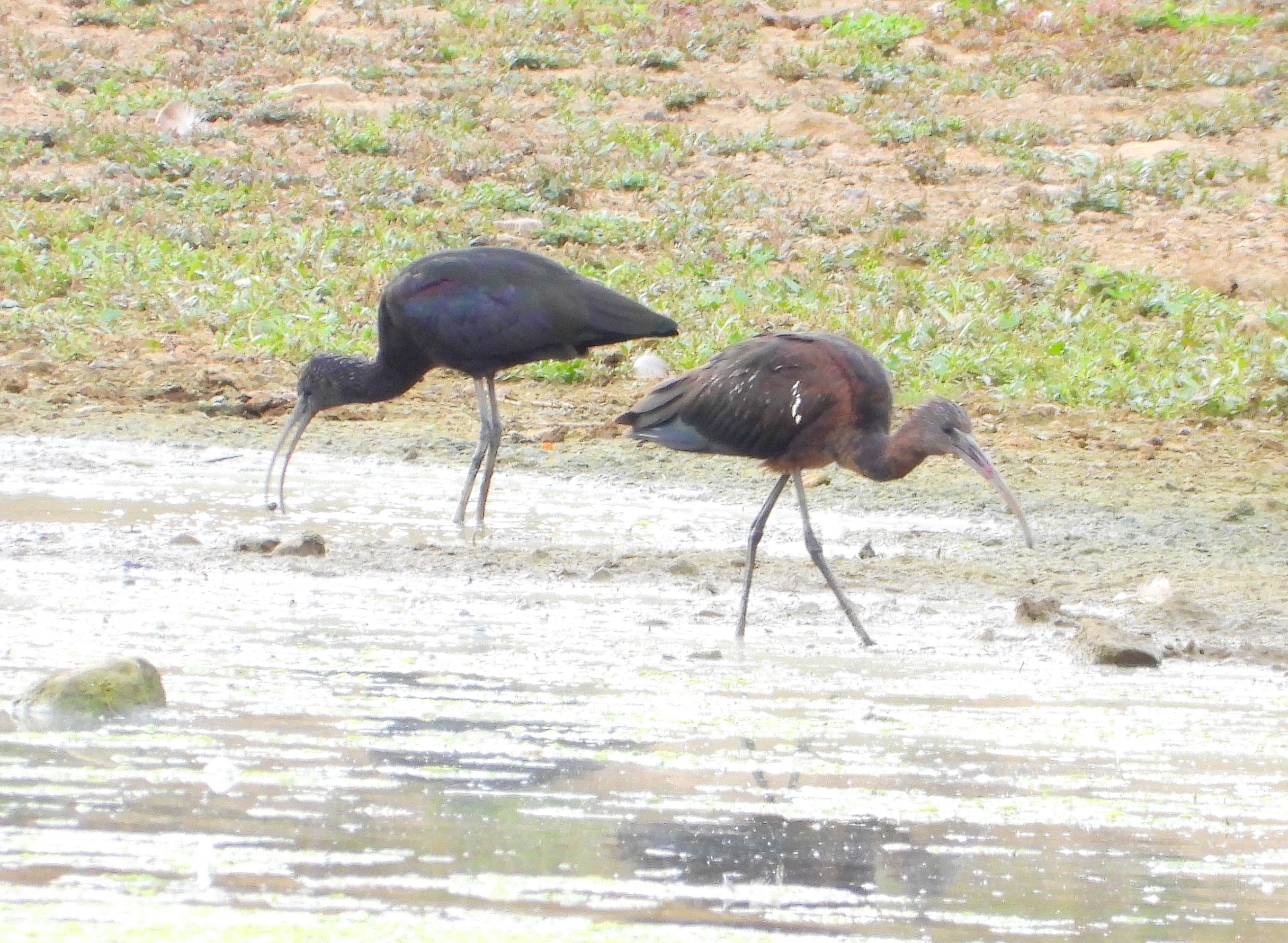 Glossy Ibis