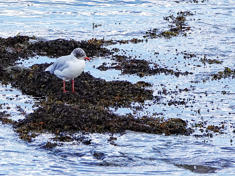 Mediterranean Gull