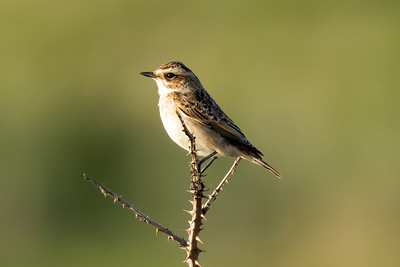 Whinchat