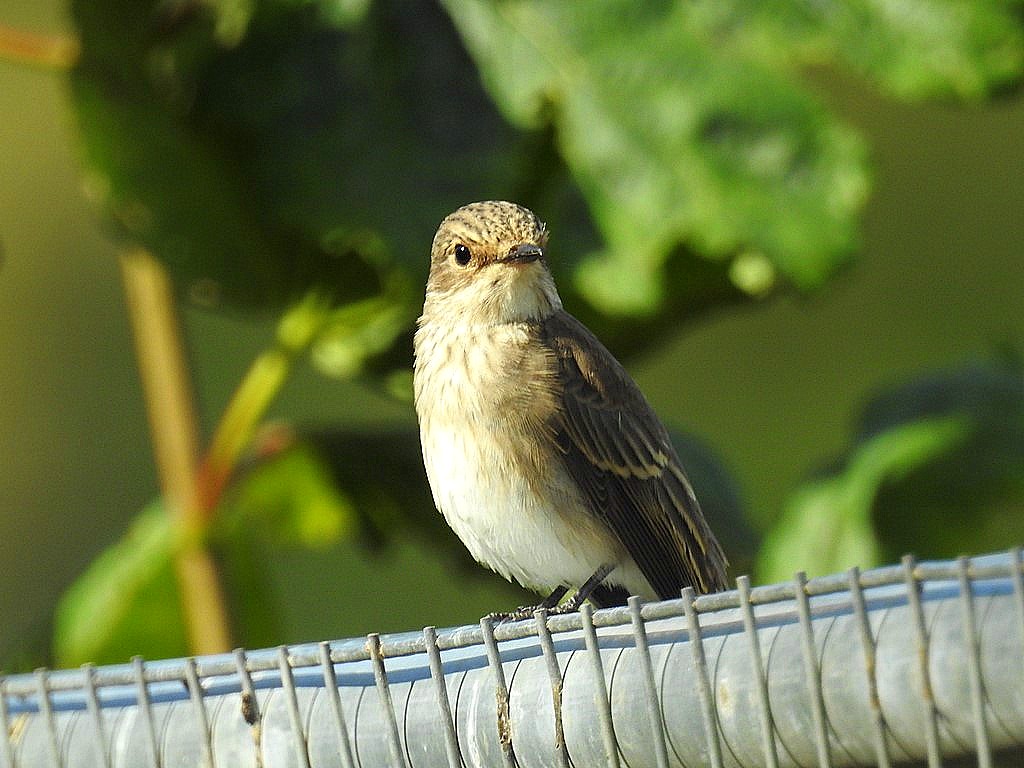 Spotted Flycatcher